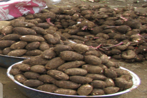 Cocoyam from Ghana